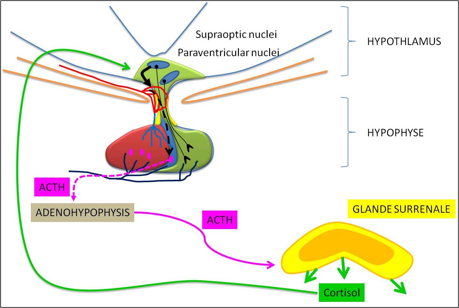 Contrôle de la sécrétion du cortisol par l'ACTH sécrétée au niveau de l'hypophyse. 